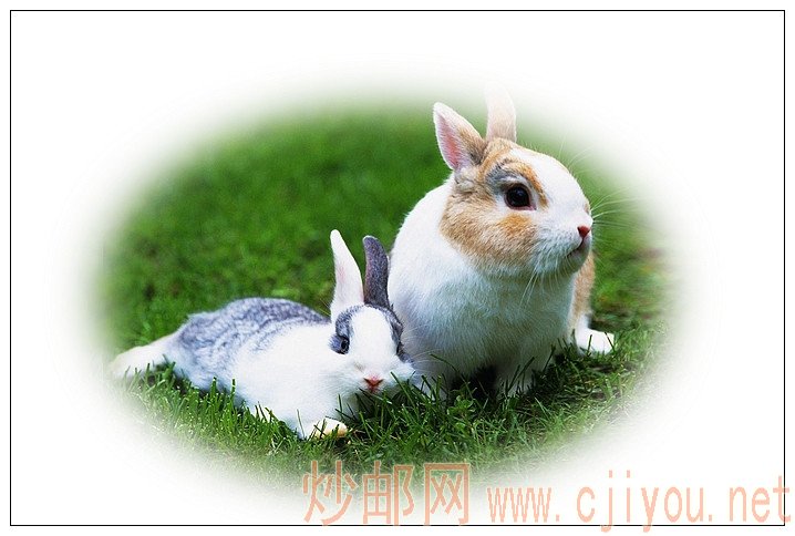 为兔年集兔戳收集加工的兔图 - 吴鸿钧 - 吴鸿钧的集邮和摄影 为兔年集兔戳收集加工的兔图 - 吴鸿钧 - 吴鸿钧的集邮和摄影