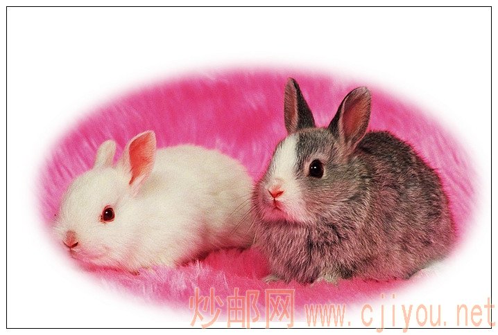 为兔年集兔戳收集加工的兔图 - 吴鸿钧 - 吴鸿钧的集邮和摄影 为兔年集兔戳收集加工的兔图 - 吴鸿钧 - 吴鸿钧的集邮和摄影