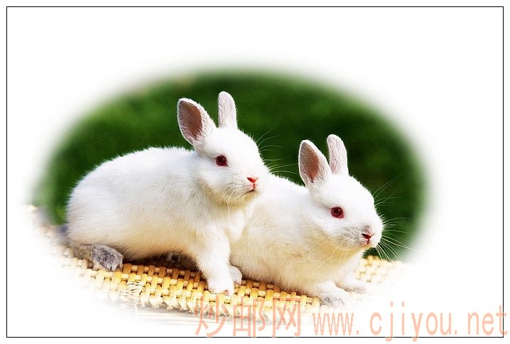 为兔年集兔戳收集加工的兔图 - 吴鸿钧 - 吴鸿钧的集邮和摄影 为兔年集兔戳收集加工的兔图 - 吴鸿钧 - 吴鸿钧的集邮和摄影