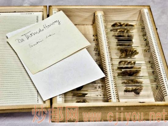 ����˹̹�Ĵ�����Ƭ�͹�ά��ֽ��