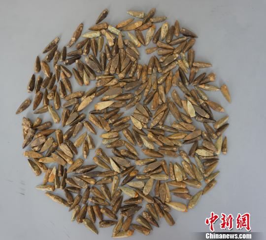图为象州出土的秦箭镞 廖才兴 摄