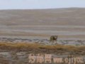��������Ҳ�������ʾ֣���֪ʶ�ˣ�
